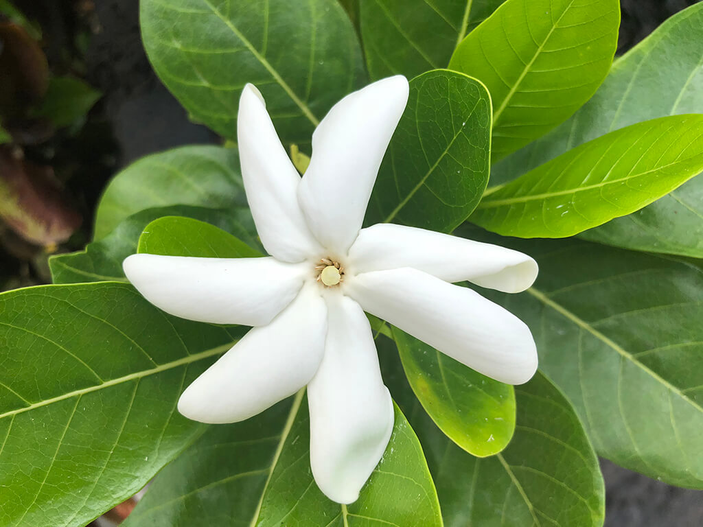 flower1