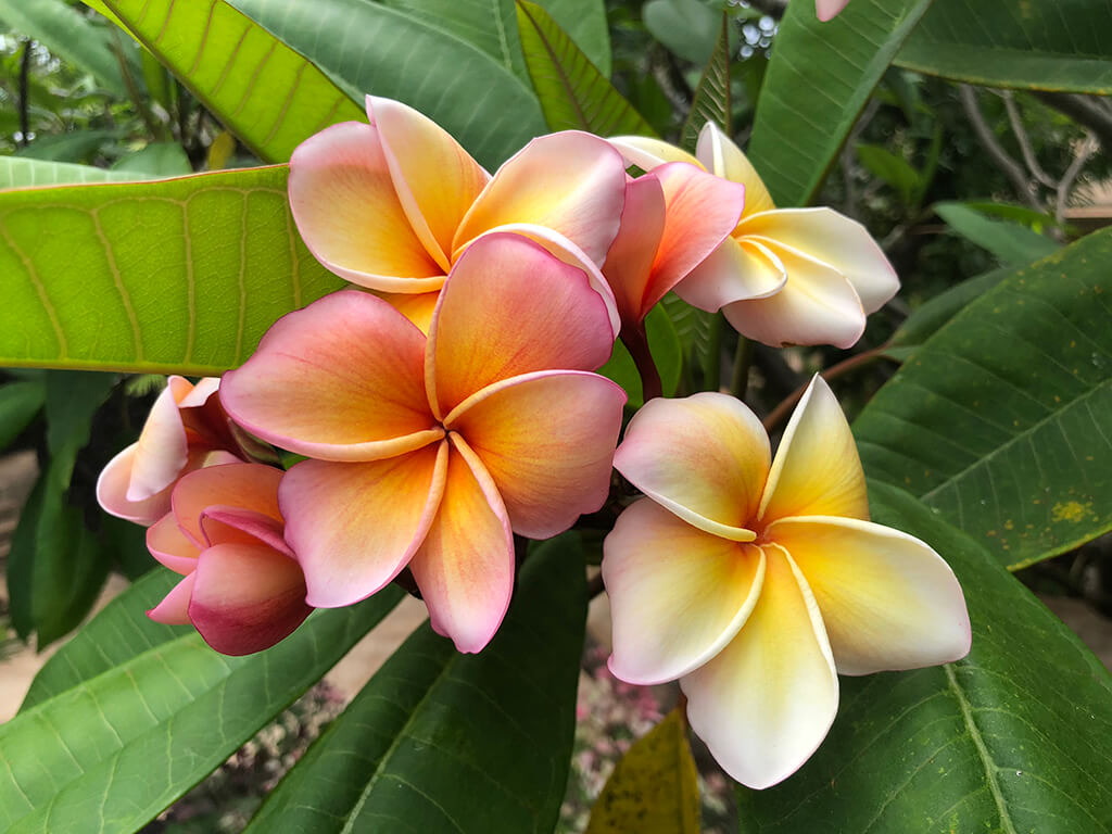 flower2
