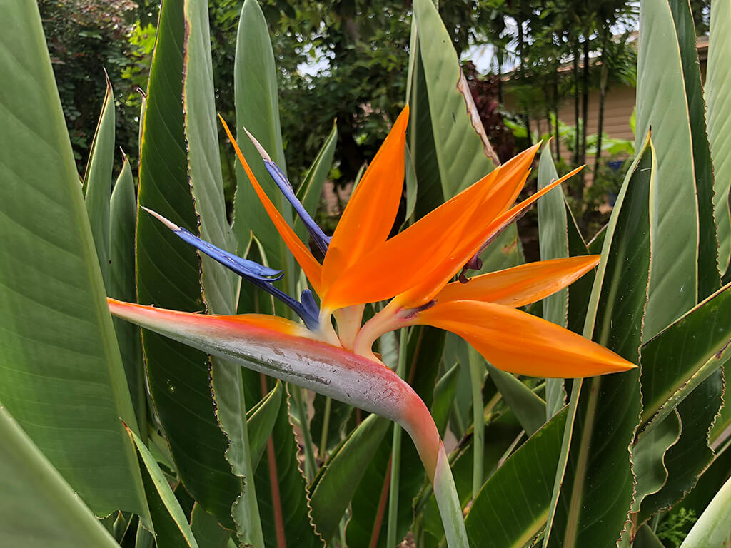 flower3