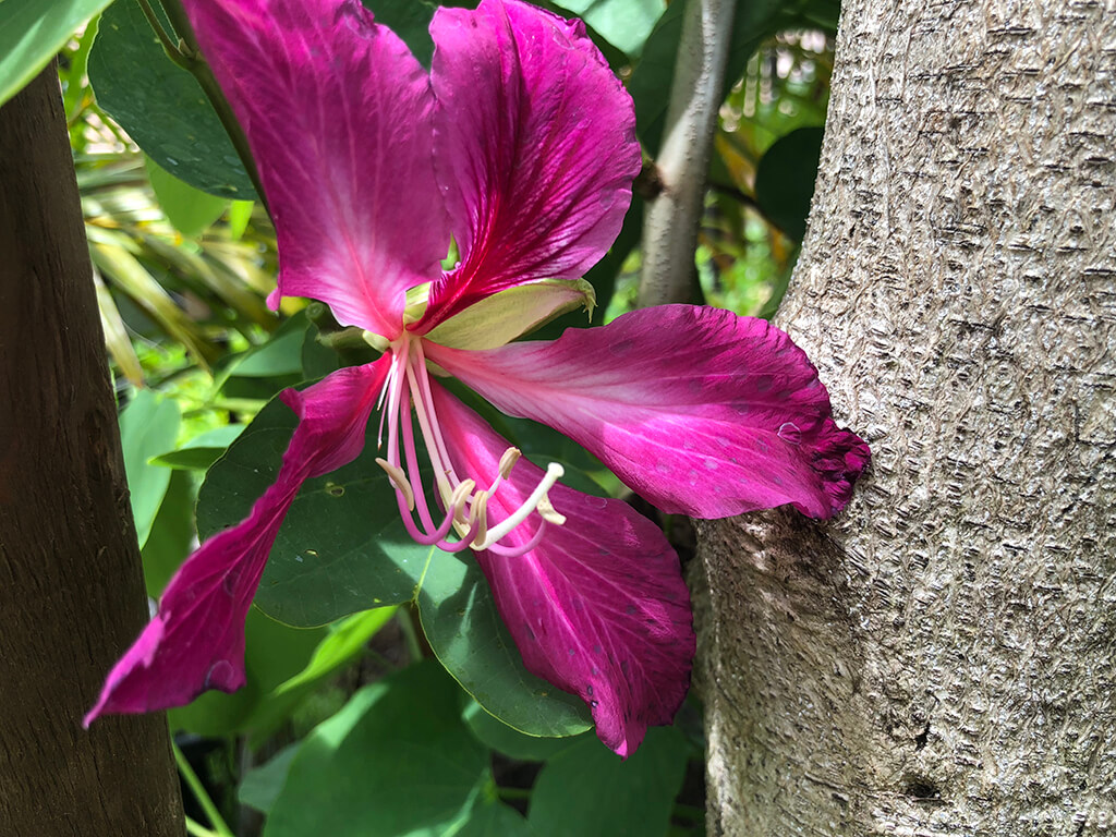 flower4