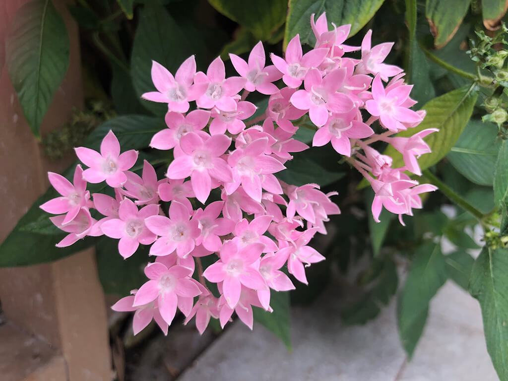 flower5
