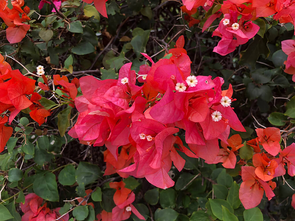flower6