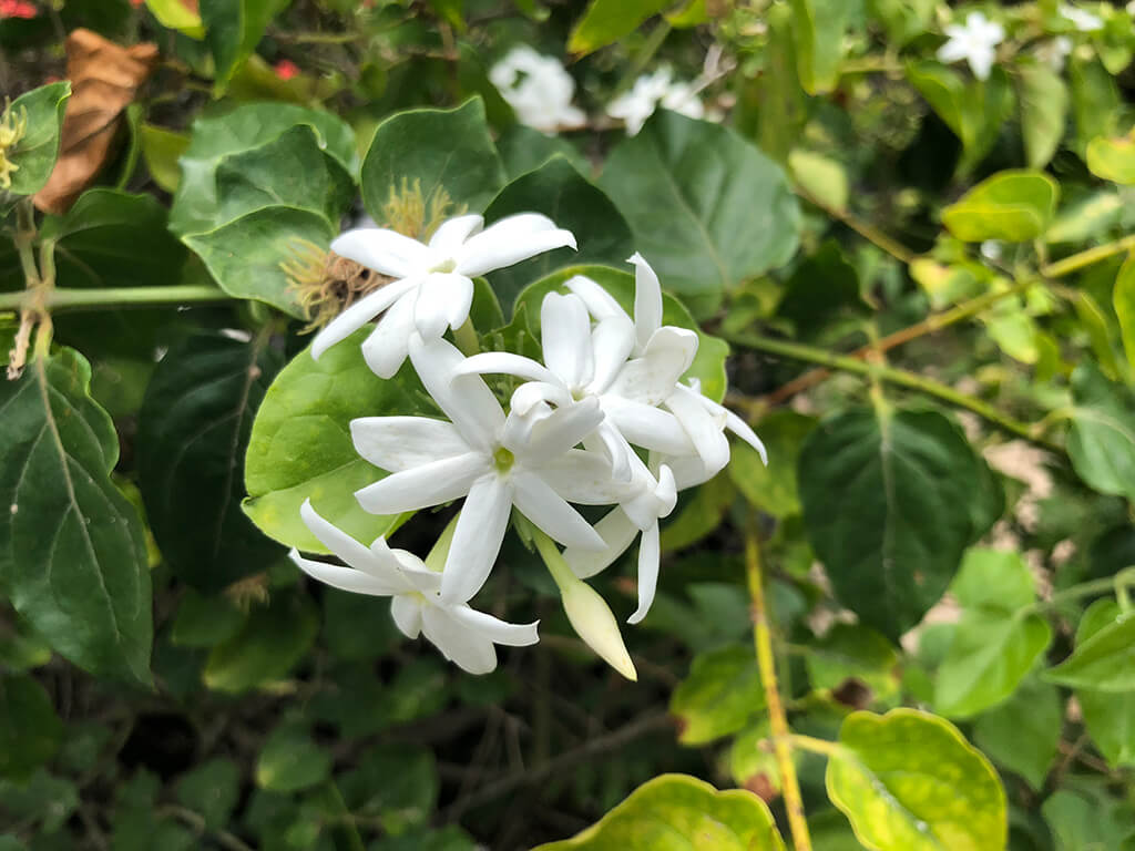 flower7